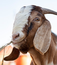 Halal processing under USDA inspection
