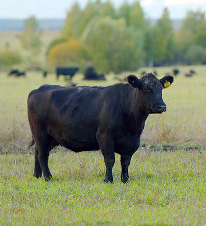 Black Angus cattle sourcing