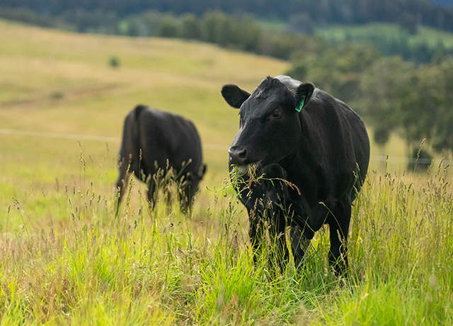 Black Angus cattle