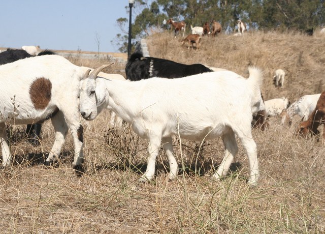 Goat and lamb livestock