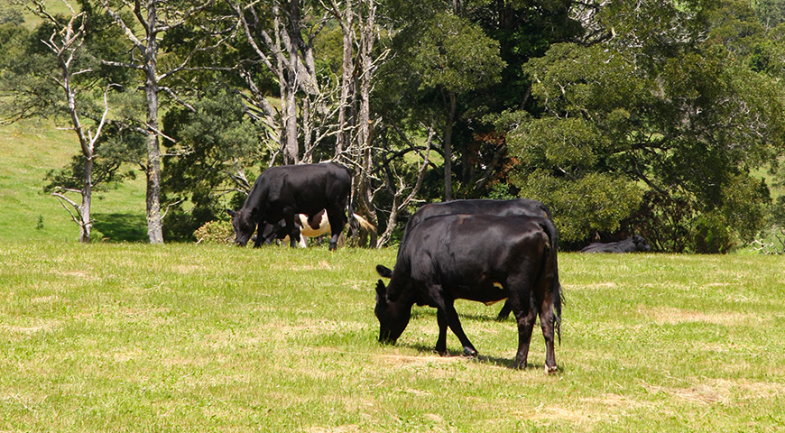 Creed Farms livestock intake